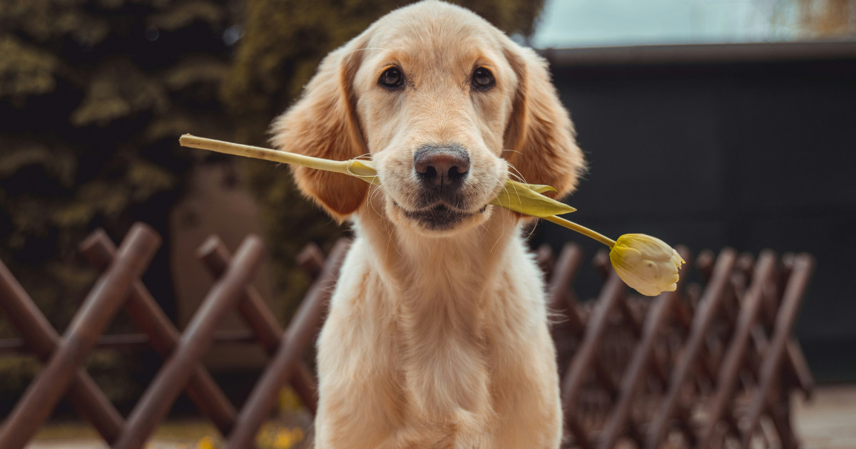 Παγκόσμια Ημέρα Αδέσποτου Ζώου: Η σημασία της υιοθεσίας