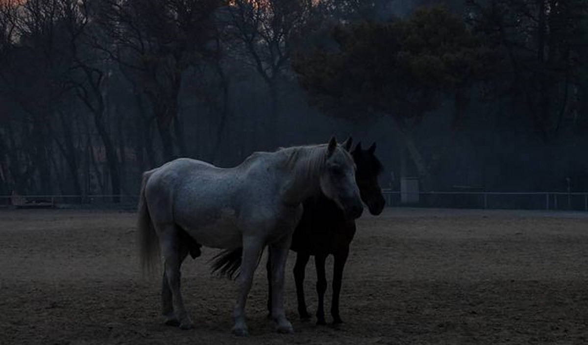 Μια φωτογραφία στο Instagram βοήθησε να γίνει γνωστό ότι ζουν τα άλογα θεραπευτικής ιππασίας της Βαρυμπόμπης