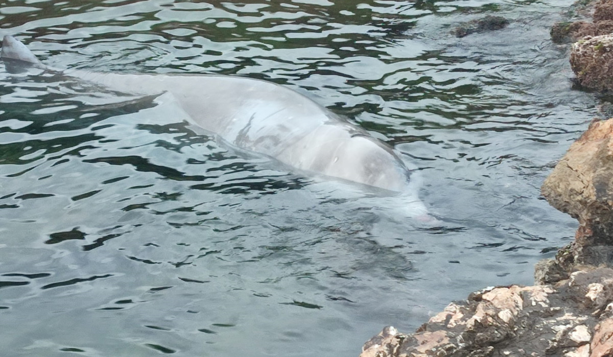 Φάλαινα ξεβράστηκε στα ρηχά της Σαλαμίνας – Συγκινητικό βίντεο με εθελόντρια που της τραγουδά