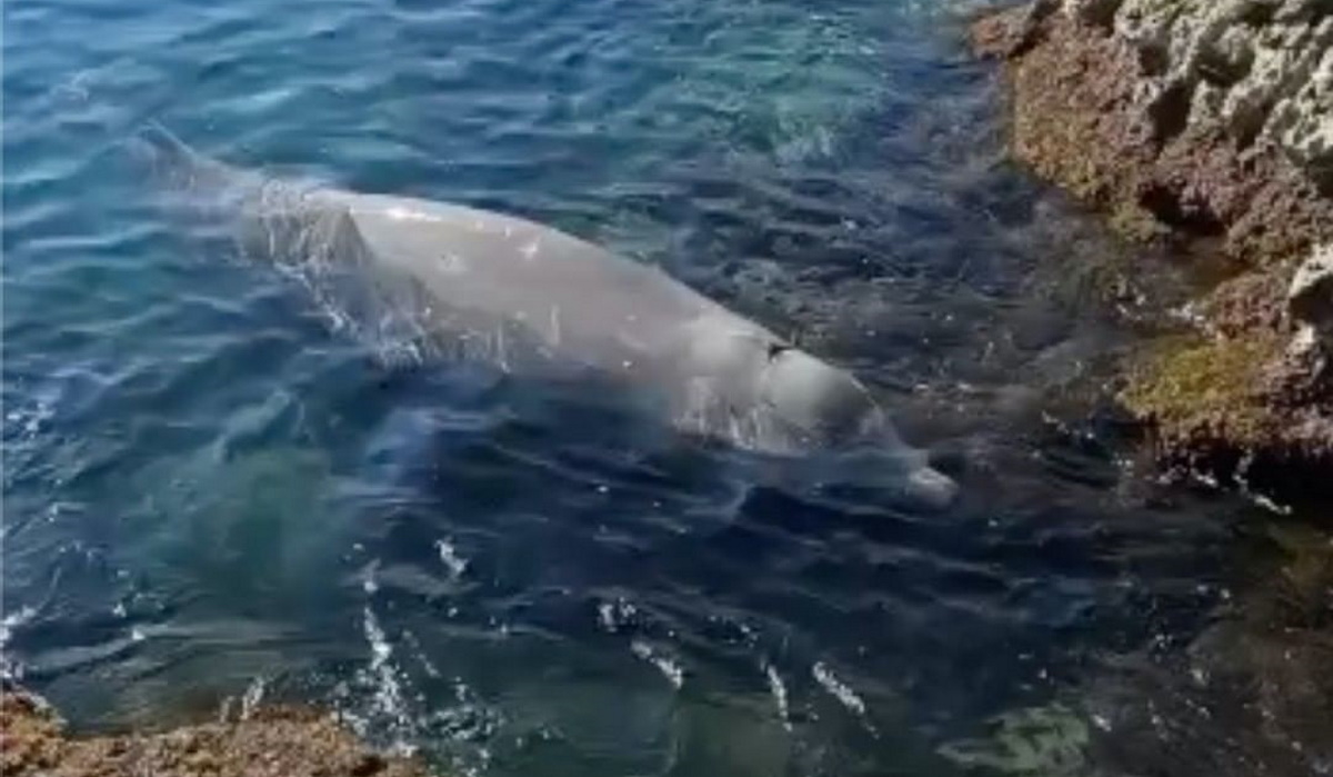 Νεκρή βρέθηκε η φάλαινα στα παράλια της Σαλαμίνας 