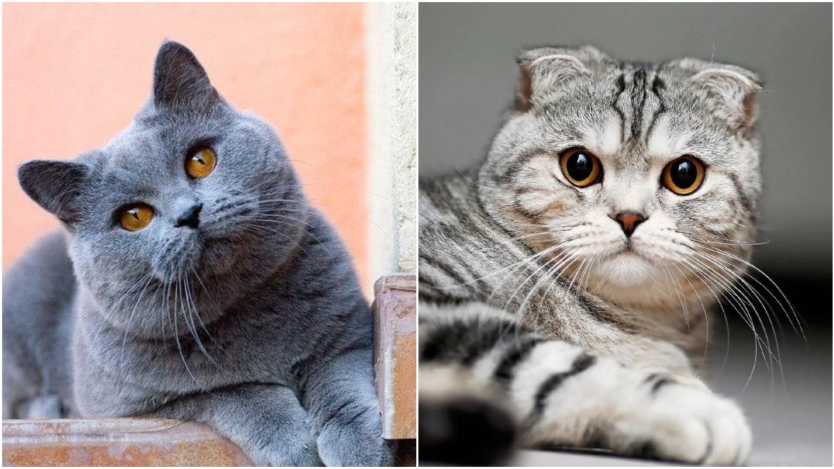 Πανέμορφες γάτες από όλο τον κόσμο – Πού θα τις δείτε από κοντά