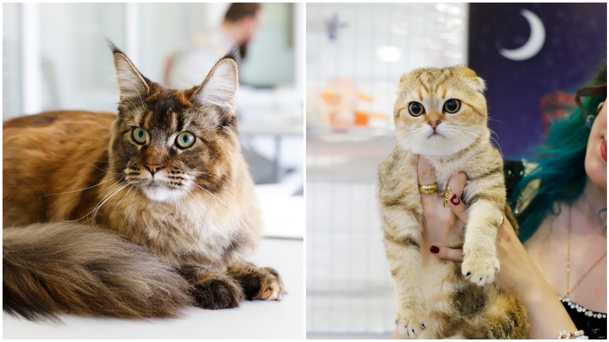 Diamond Cat Expo 2025: Εκατοντάδες επισκέπτες στη μεγαλύτερη διοργάνωση για γάτες!