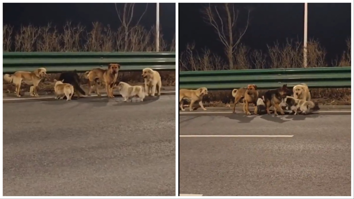 Viral το βίντεο με τα 7 σκυλιά στην Κίνα – Το έσκασαν πριν φαγωθούν!