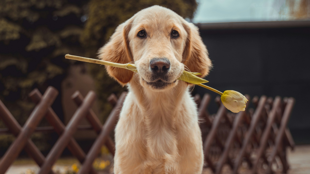 Παγκόσμια Ημέρα Αδέσποτου Ζώου: Η σημασία της υιοθεσίας